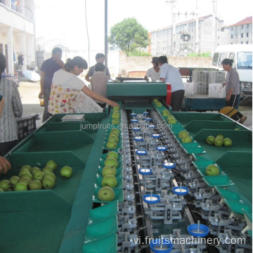 Thiết kế máy phân loại vít trái cây với băng tải